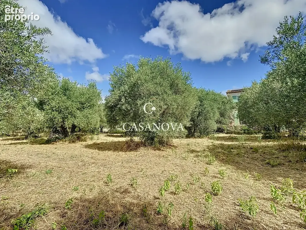 Secteur Gignac Clermont l'Hérault  - Mas Provencal avec Oliveraie - piscine - photo 7