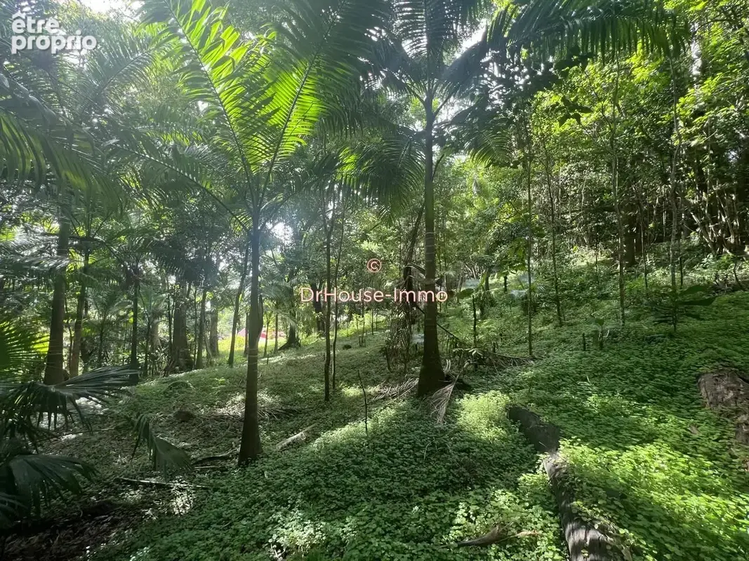 Terrain 926 m² à vendre à Bouillante (97125) - photo 6