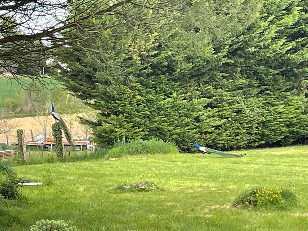 Maison à CHOISY-EN-BRIE