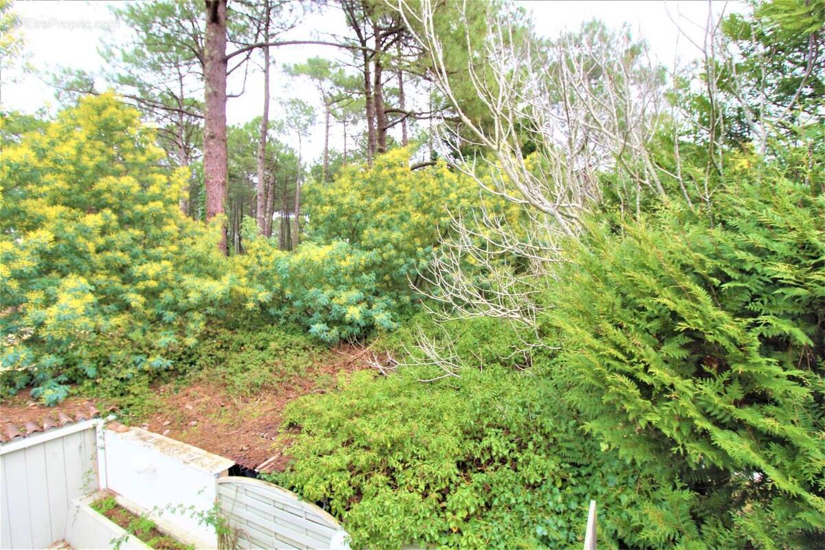 Photo 1 - Appartement à LEGE-CAP-FERRET