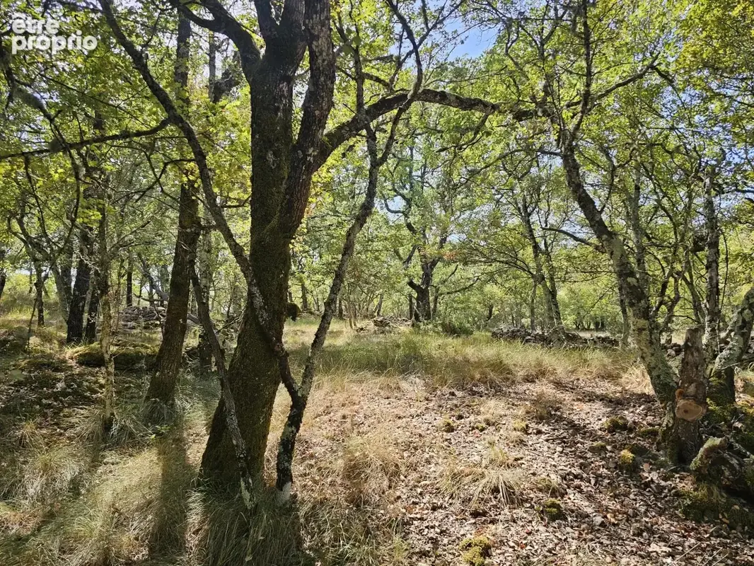 Terrain boisé au calme – accès par piste – cadre naturel préservé - photo 8