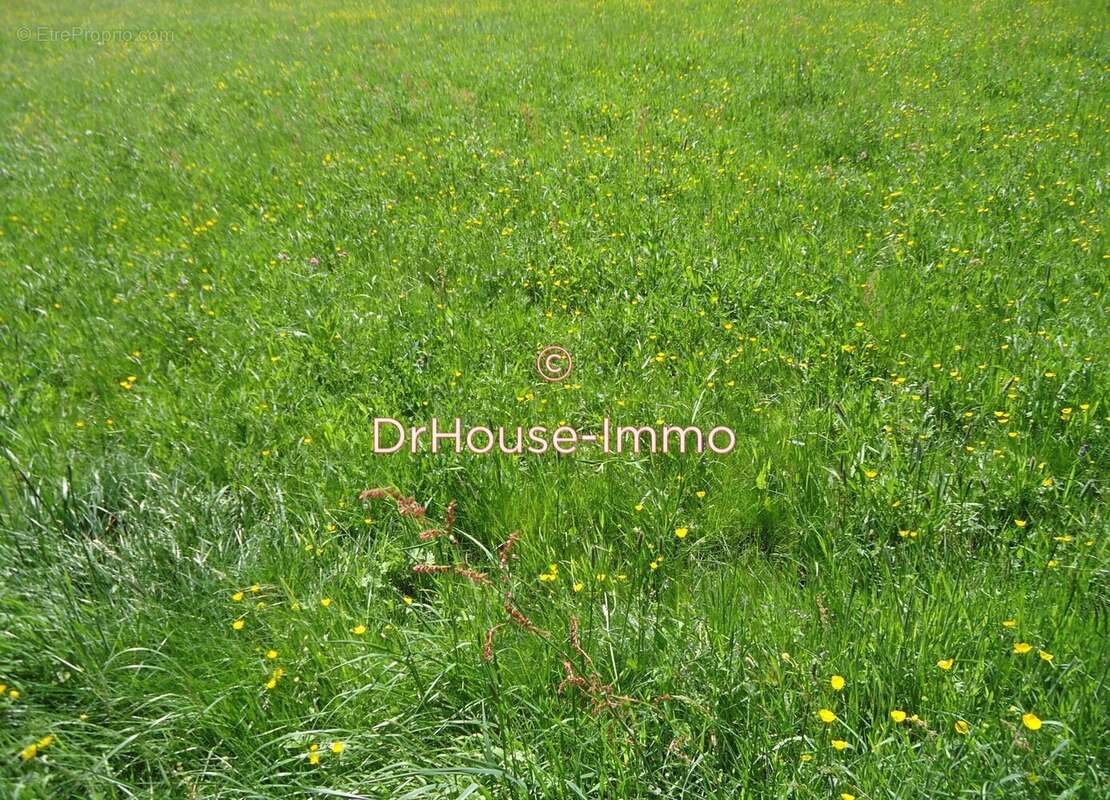 Terrain à BUSCHWILLER