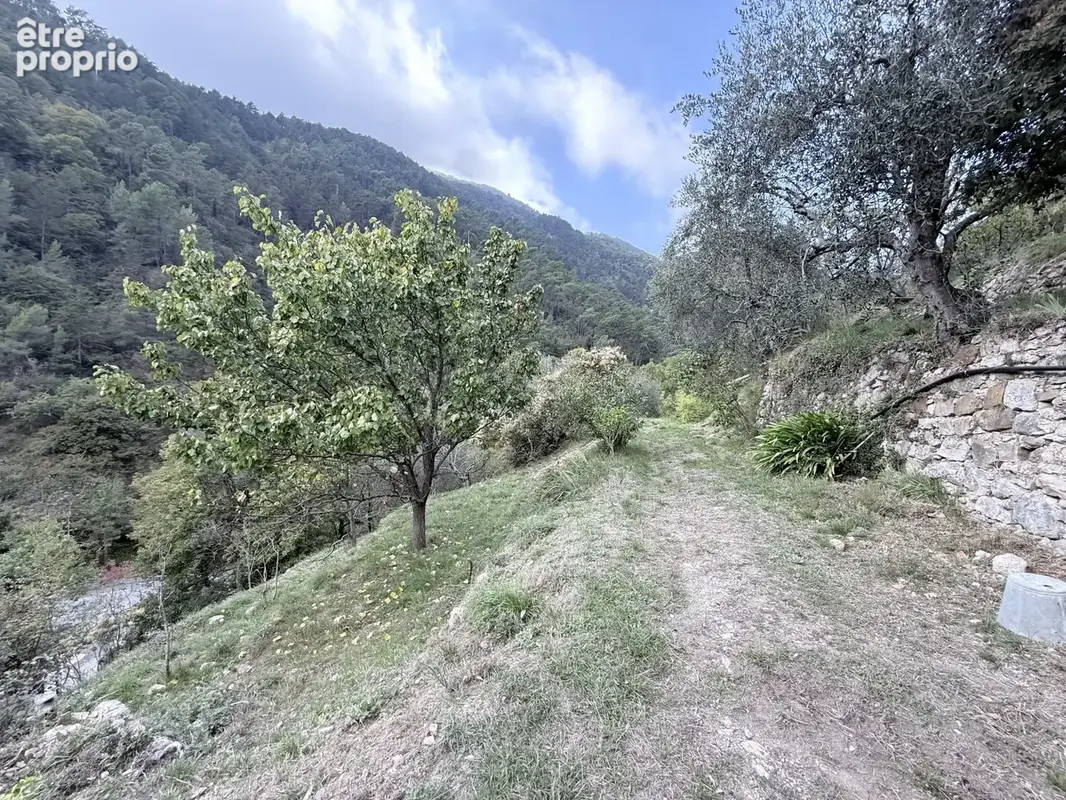 Vaste propriété de plus d’un hectare, entre oliviers centenaires et arbres fruitiers - photo 10