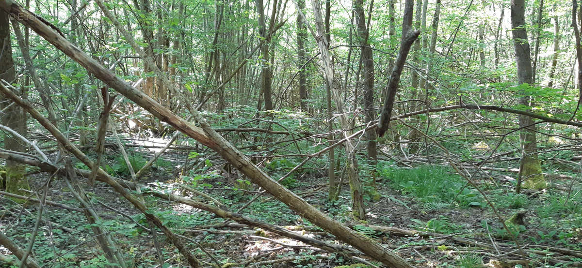 Terrain à CHAMPENOUX