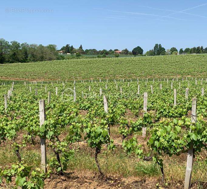 Proche Eauze - Propriété viticole de 25ha - photo 3