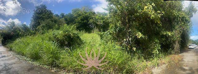 n°1 - Terrain à RIVIERE-SALEE