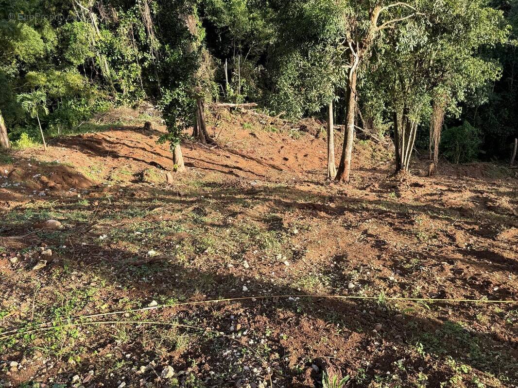 Terrain à PETIT-BOURG