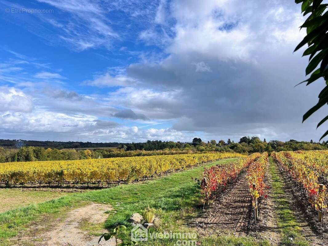 ... au milieu des vignes sur la commune de Murs-Érigné. - Maison à MURS-ERIGNE
