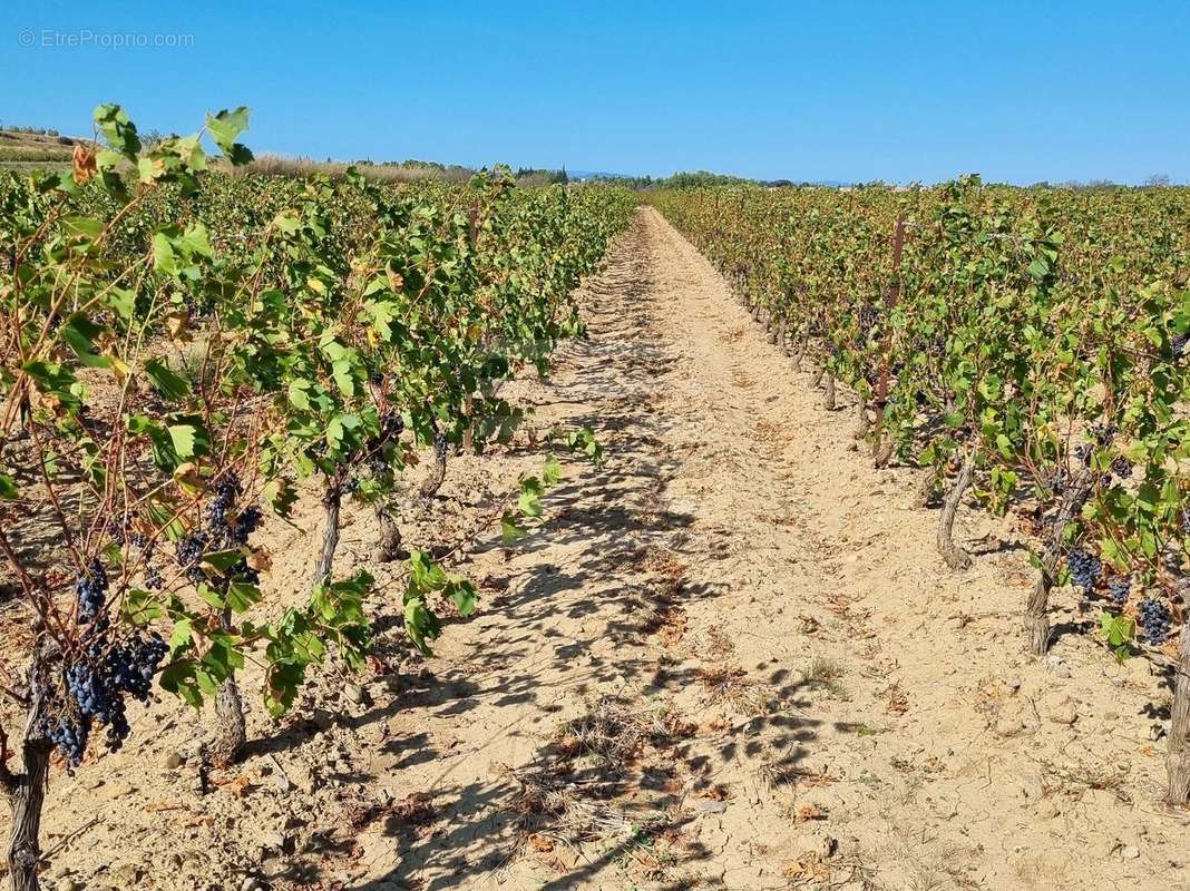 Terrain à LEZIGNAN-CORBIERES