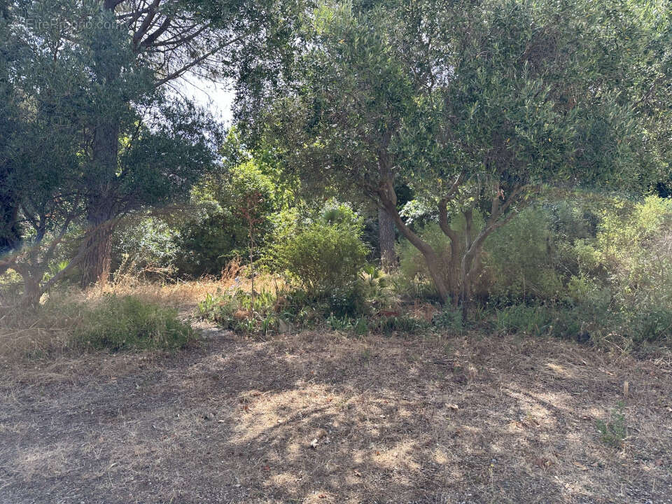 Terrain à LE PRADET