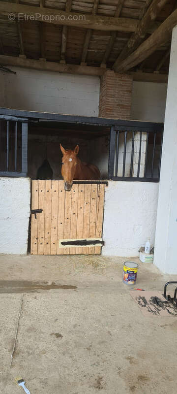 CINTEGABELLE- Fonds de commerce pension de chevaux et poney club - photo 7