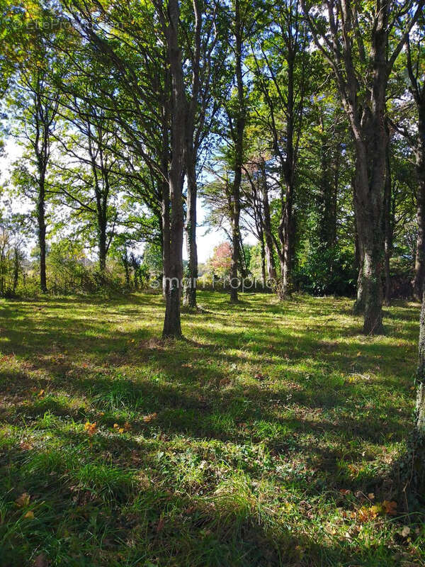 Terrain à SAINT-LYPHARD