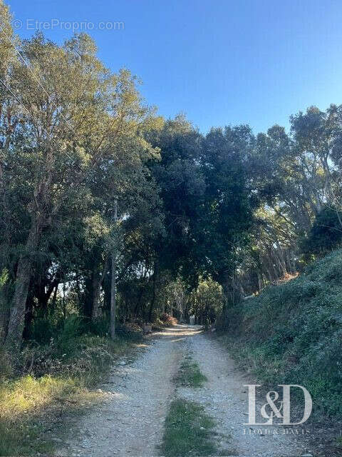 Terrain à SAN-MARTINO-DI-LOTA