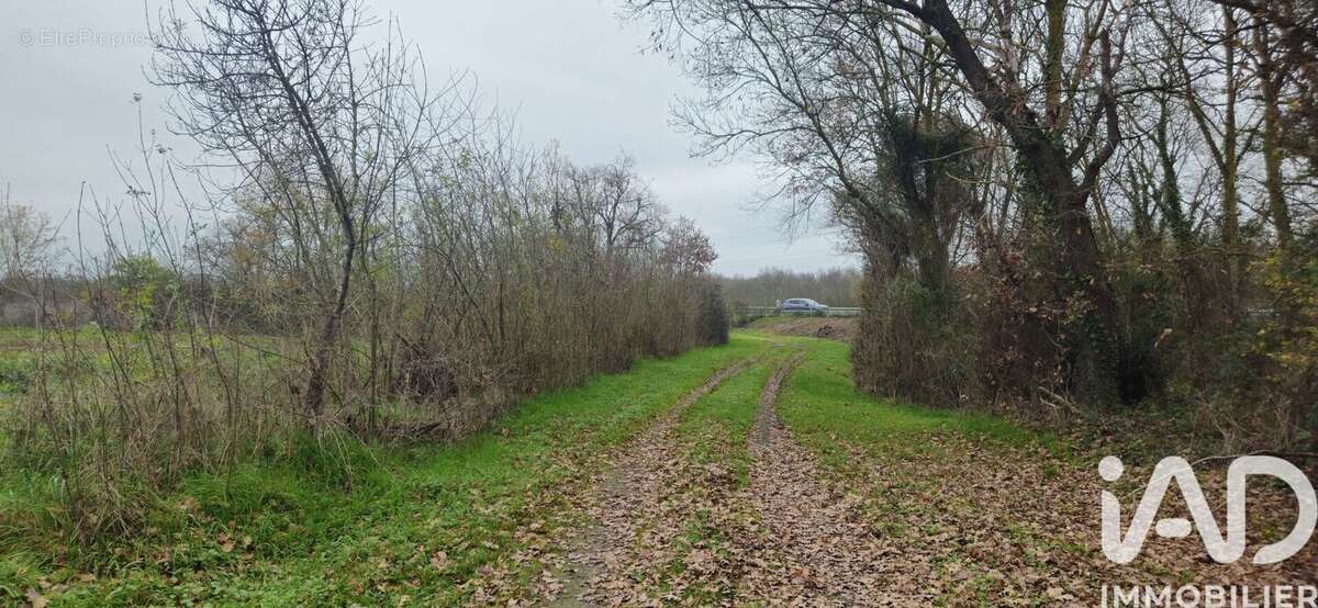 Photo 6 - Terrain à MURET