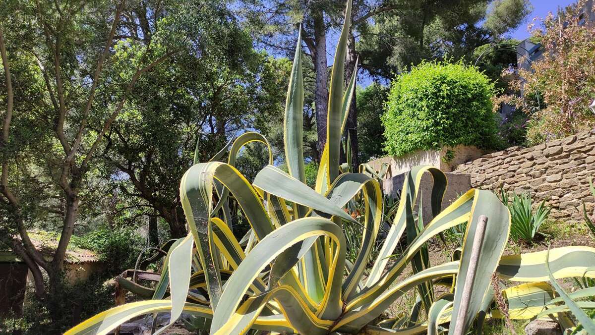 Maison à BORMES-LES-MIMOSAS