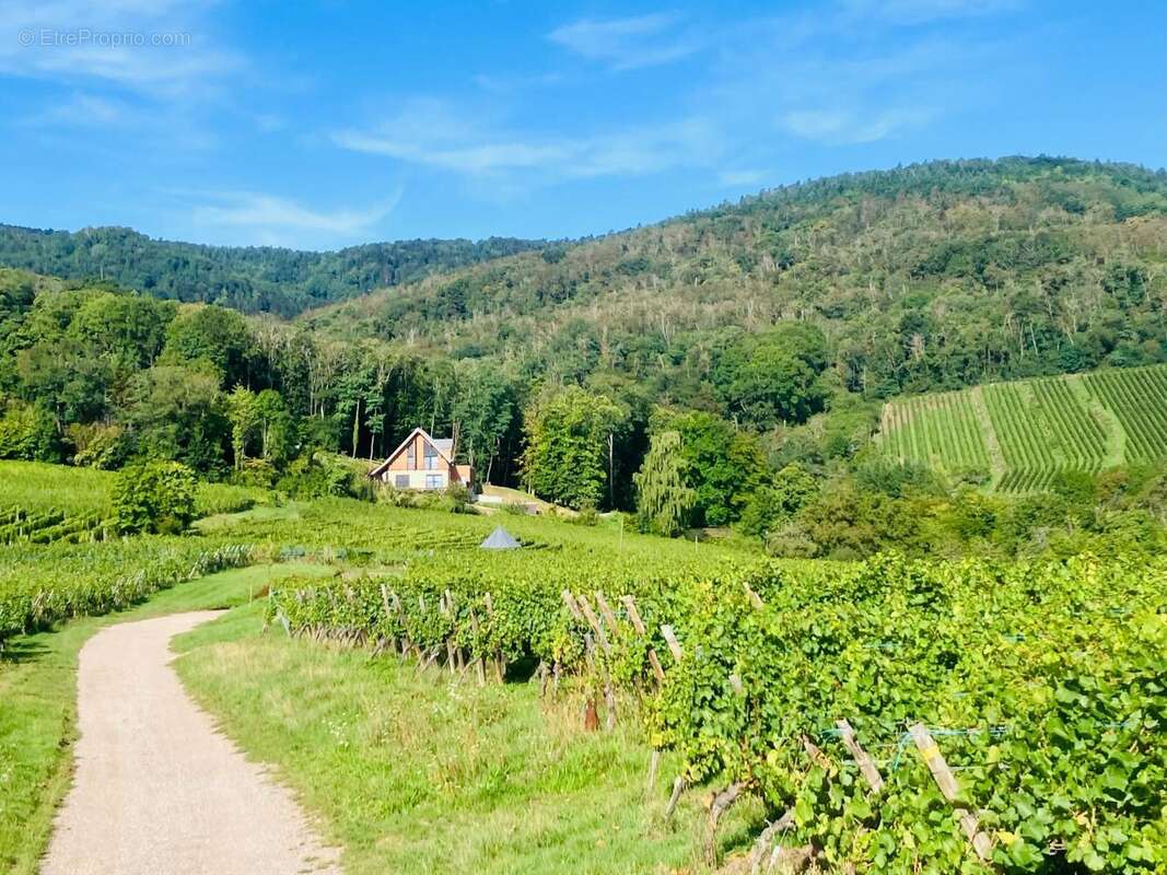 Photo 6 - Maison à RIBEAUVILLE