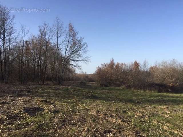Terrain à AUTERIVE