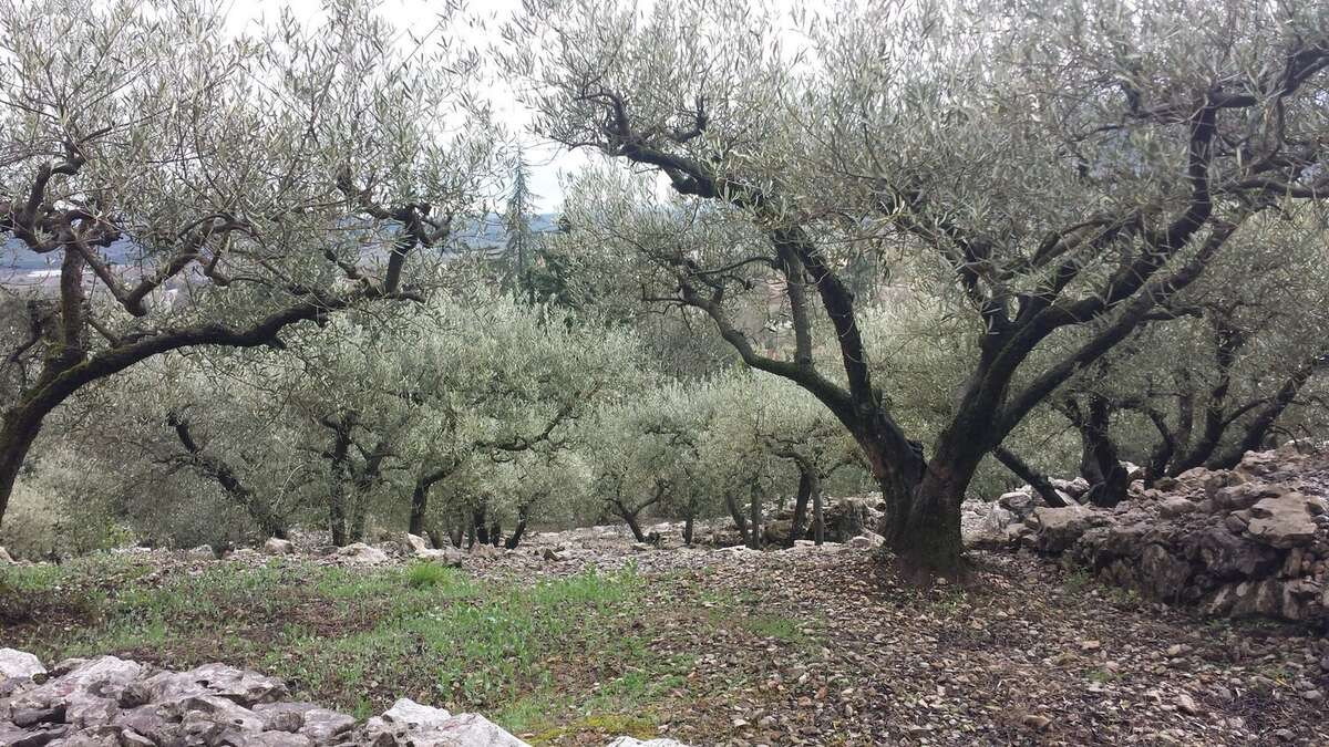 Maison à SAINT-HIPPOLYTE-DU-FORT