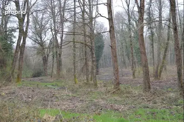 Terrain 22 000 m² à vendre à Nancay (18330) - photo 3
