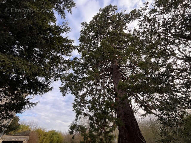 Maison à MONTREUIL-BELLAY