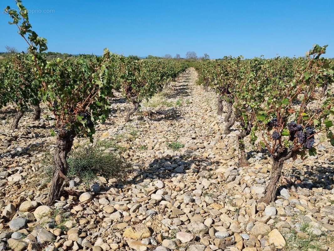 Terrain à LEZIGNAN-CORBIERES