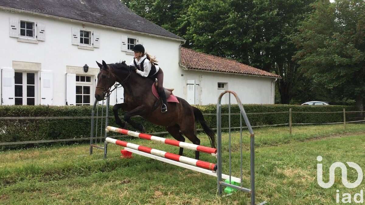 Photo 7 - Maison à SAINT-LAURENT-DE-COGNAC