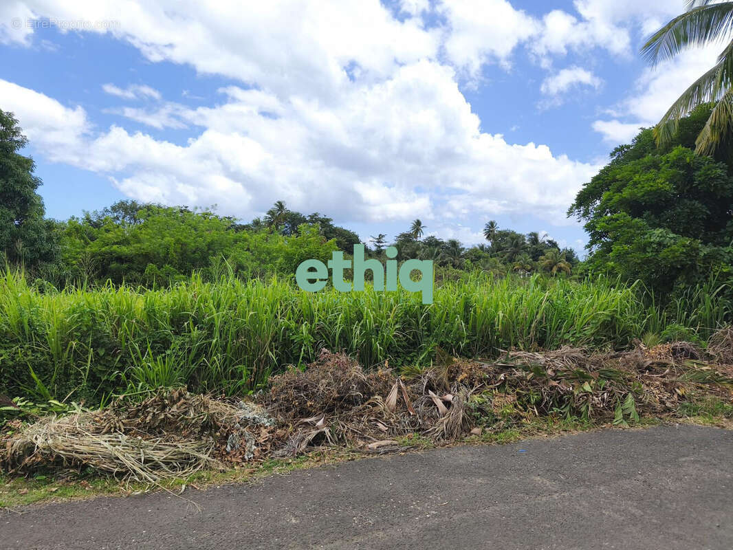 Terrain à SAINTE-ROSE