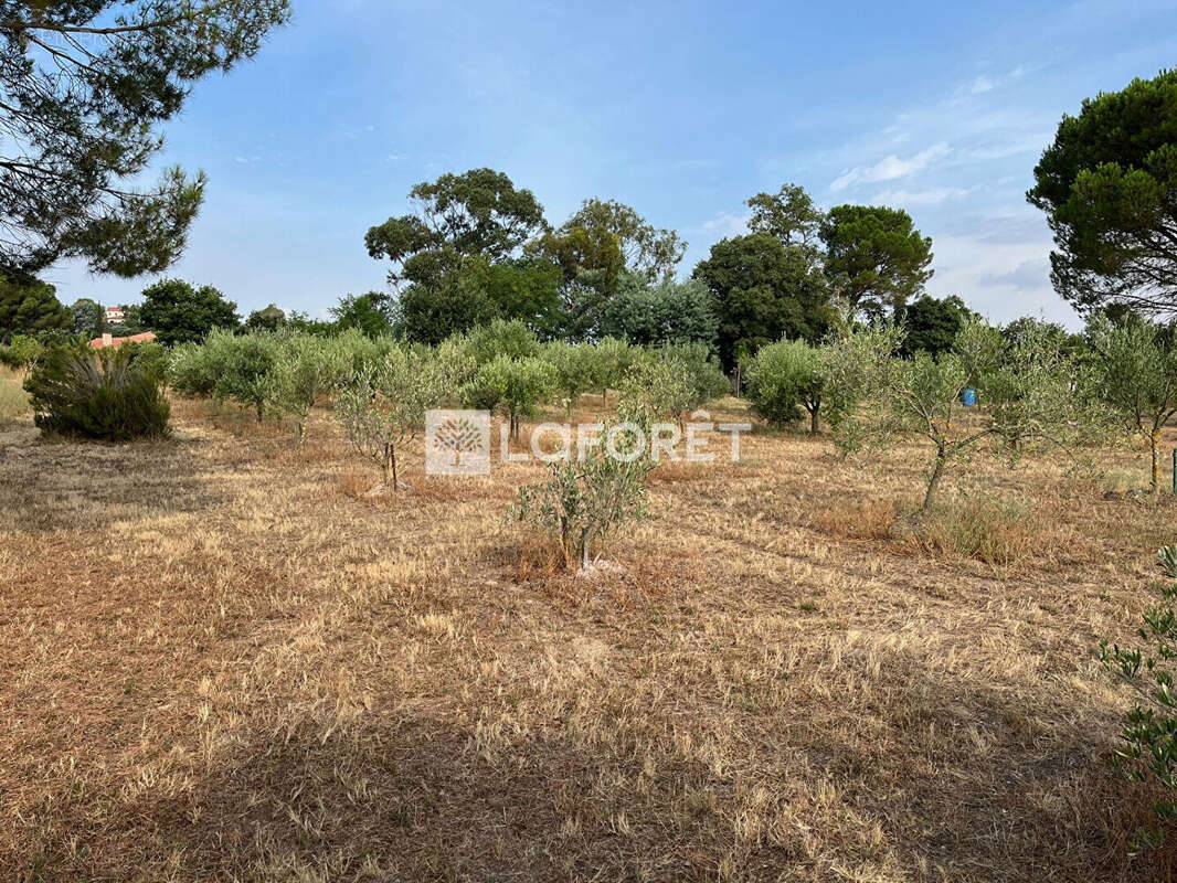 Terrain à LAROQUE-DES-ALBERES