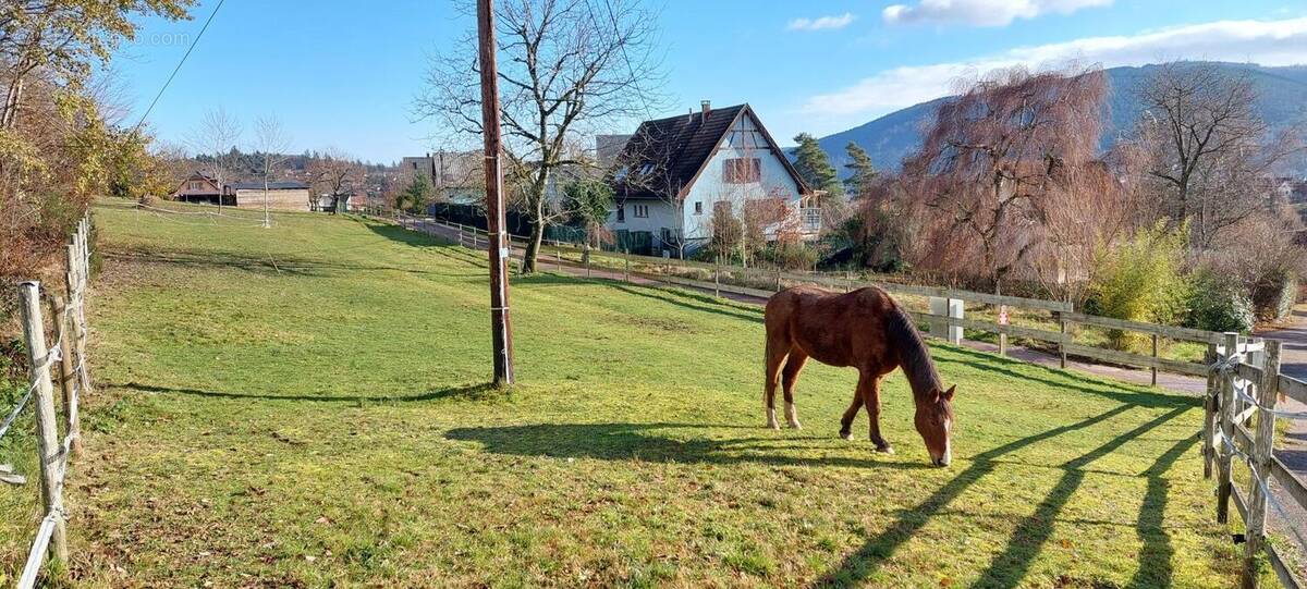 Photo 1 - Terrain à LUTZELHOUSE