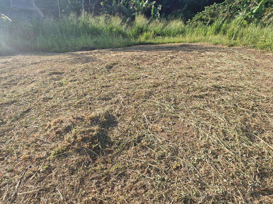 Terrain à SCHOELCHER