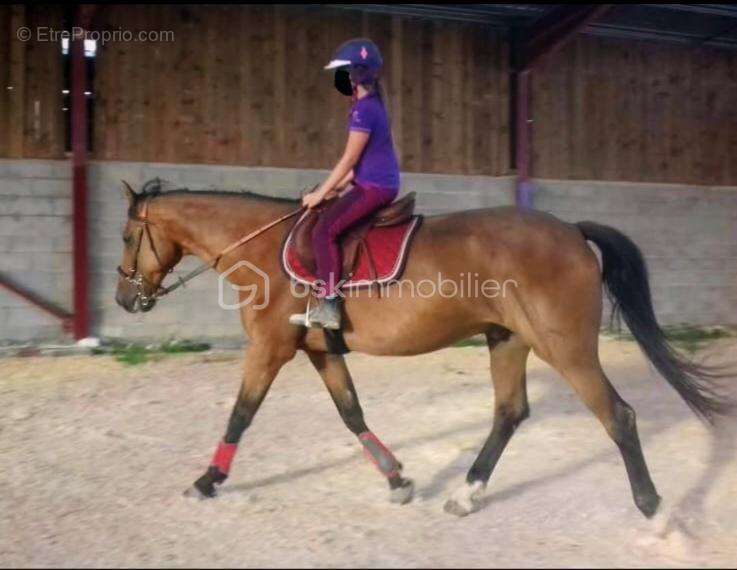 Maison à NOVION-PORCIEN