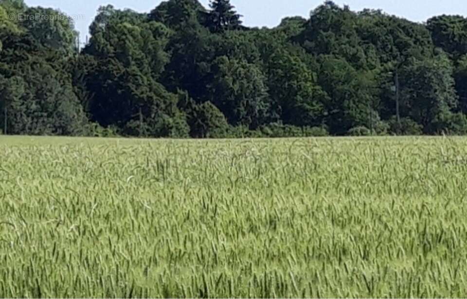 Terrain à BOULLAY-LES-TROUX