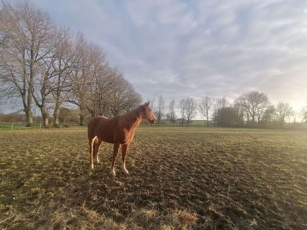 Maison à LA CHAPELLE-PALLUAU
