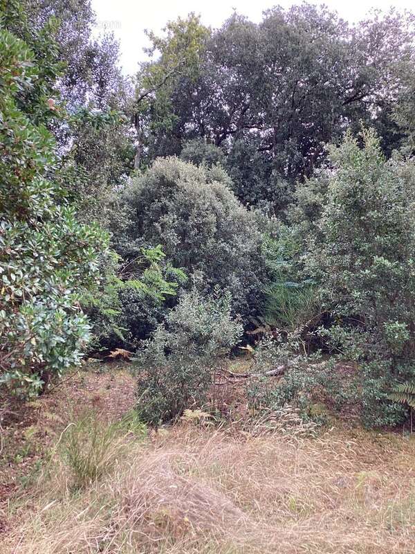 Terrain à LE VERDON-SUR-MER