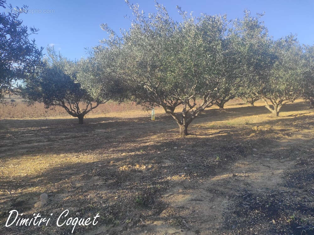 Oliveraie à vendre Pouzolles 34480 - photo 6