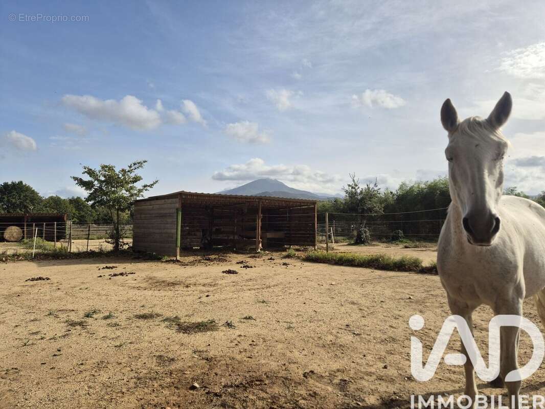 Photo 2 - Maison à SAINT-JEAN-PLA-DE-CORTS