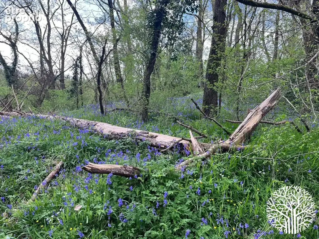 Charmante maison avec un petit coin de forêt ! - photo 13