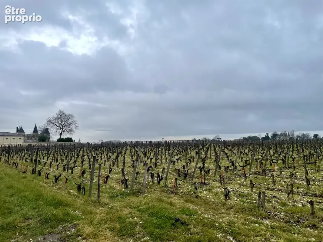 Murs Commerciaux en plein coeur des vignes de Margaux - photo 4