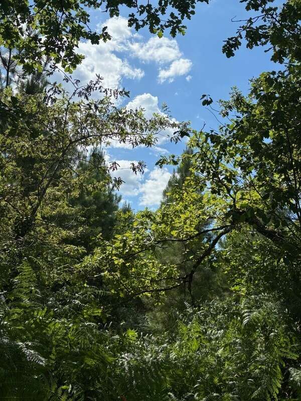 Terrain à RION-DES-LANDES