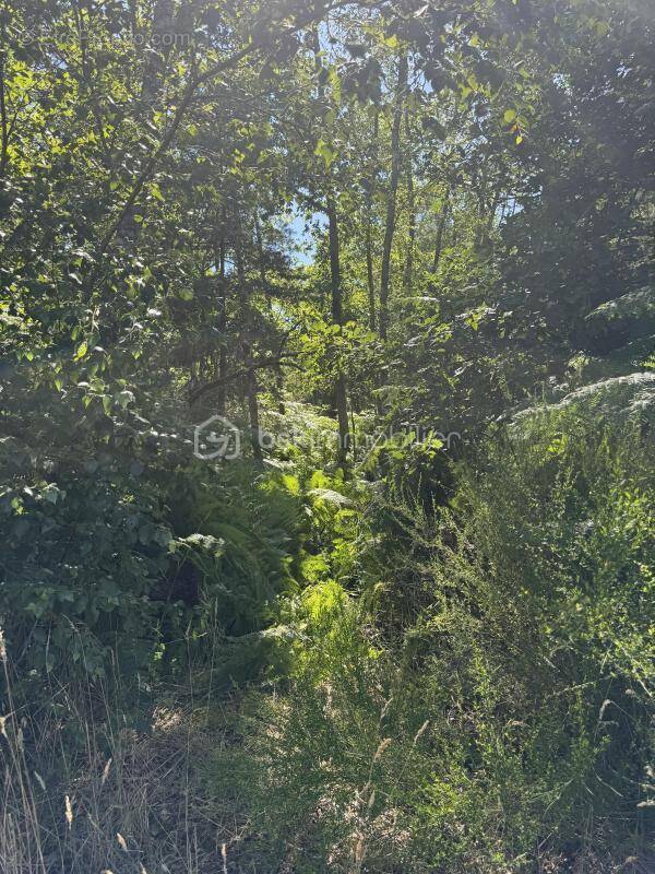 Terrain de 1646 m² - photo 9