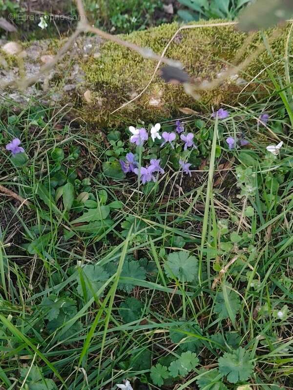 Photo 8 - Maison à HAGUENAU