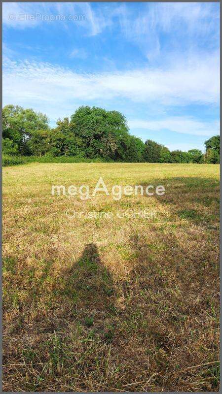Terrain à ECOYEUX