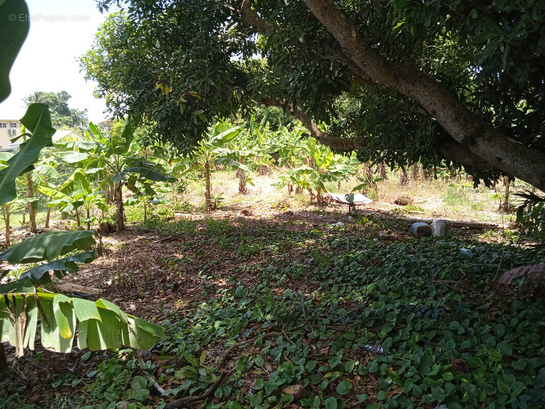 Terrain à CAPESTERRE-BELLE-EAU