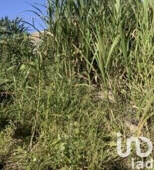 Photo 4 - Terrain à SAINT-PIERRE