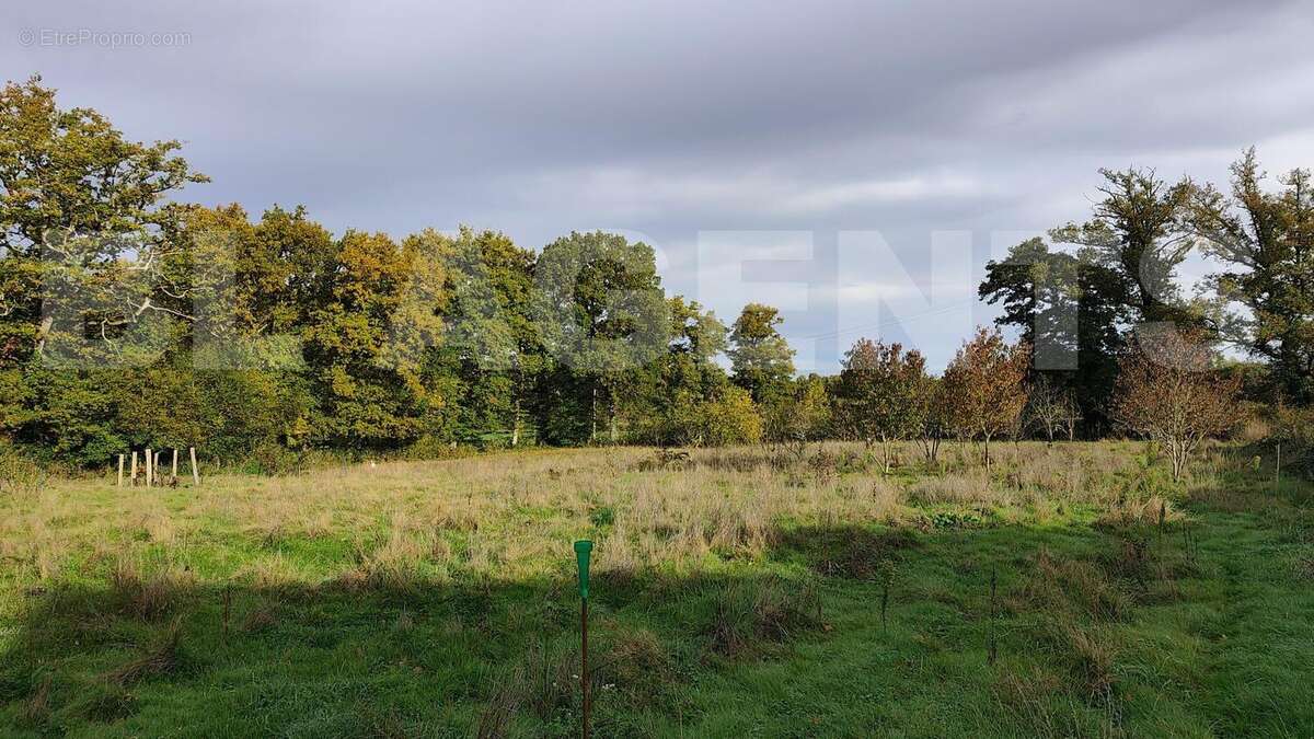IMG-20251029-WA0007 - Maison à SAINT-SULPICE-LES-FEUILLES