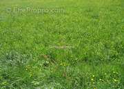 Terrain à BUSCHWILLER