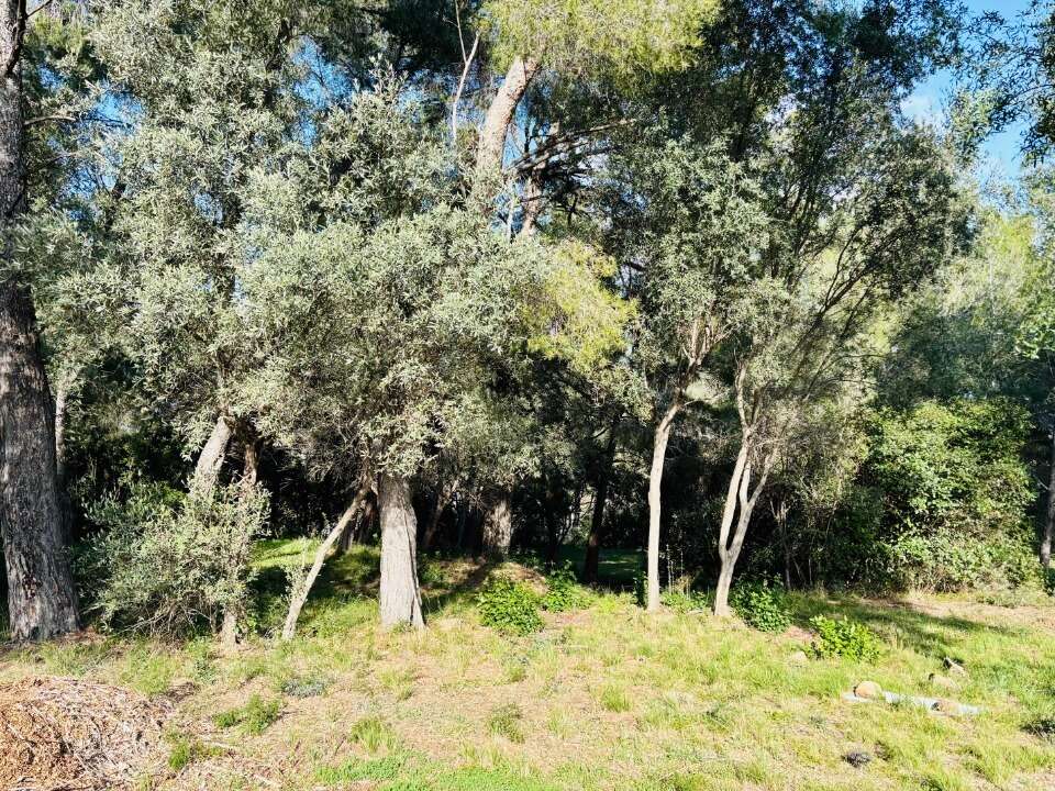 Terrain 769 m² à Ollioules  - photo 2