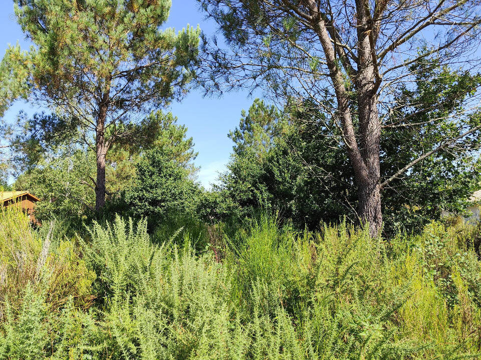 Terrain à VENDAYS-MONTALIVET