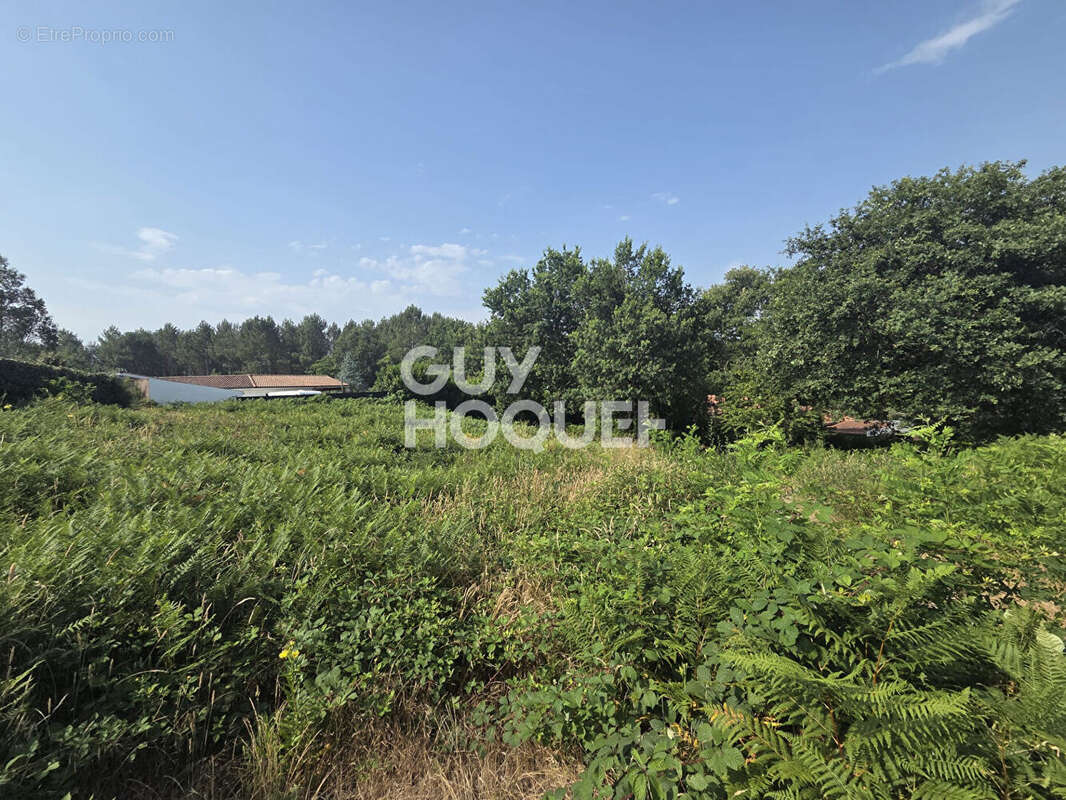 A vendre  : Terrain  de 2067m2 à Rion Des Landes ( 40370) - photo 3