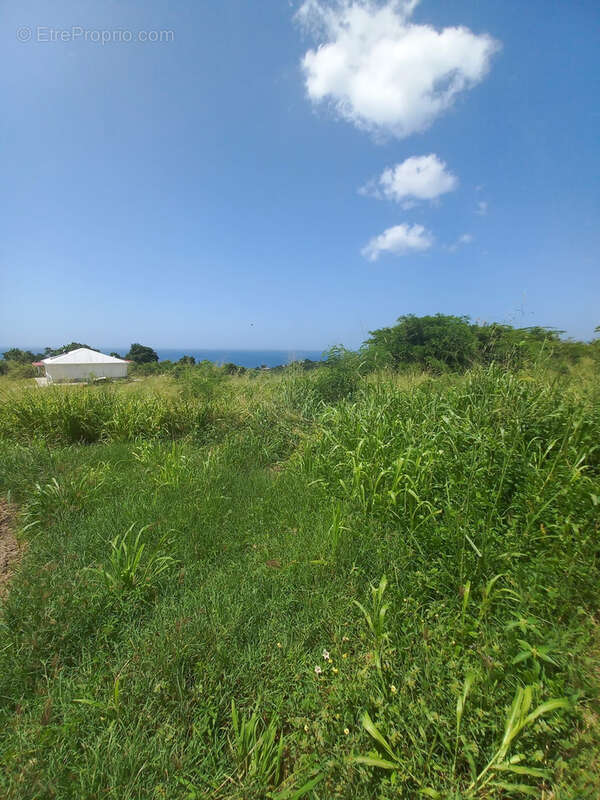Terrain à VIEUX-HABITANTS